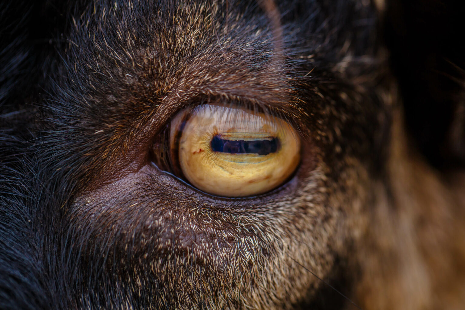 Amazing Goat Eyes and Remarkable Senses! Goat Journal